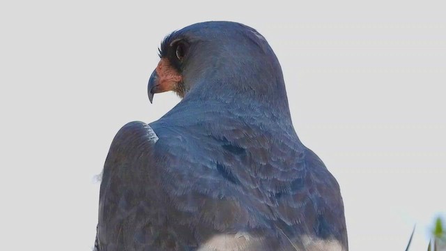 Dark Chanting-Goshawk - ML463634391