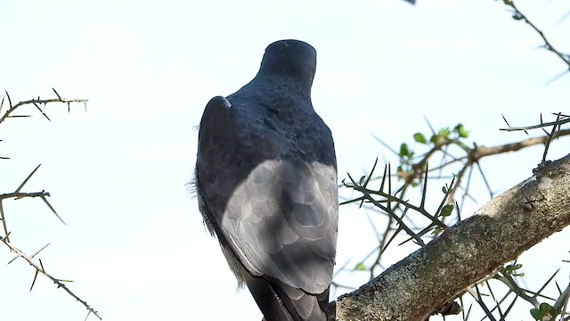 Dark Chanting-Goshawk - ML463634401