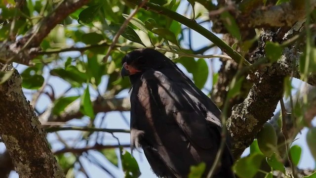 Gabar Goshawk - ML463634471