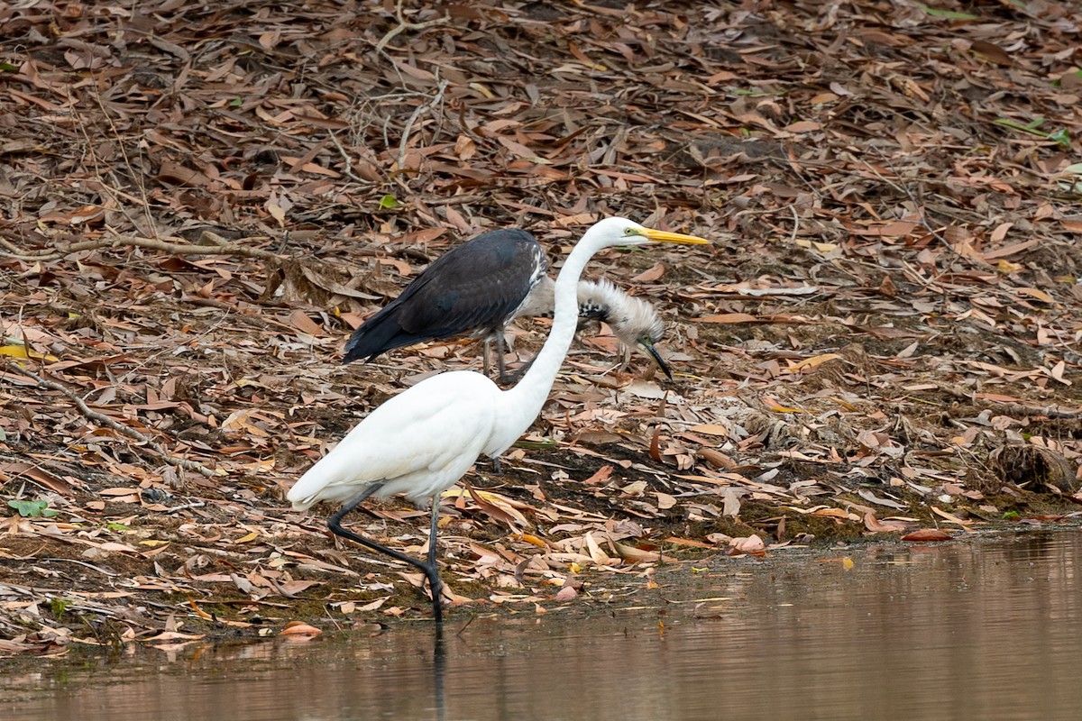 Great Egret - ML463634571