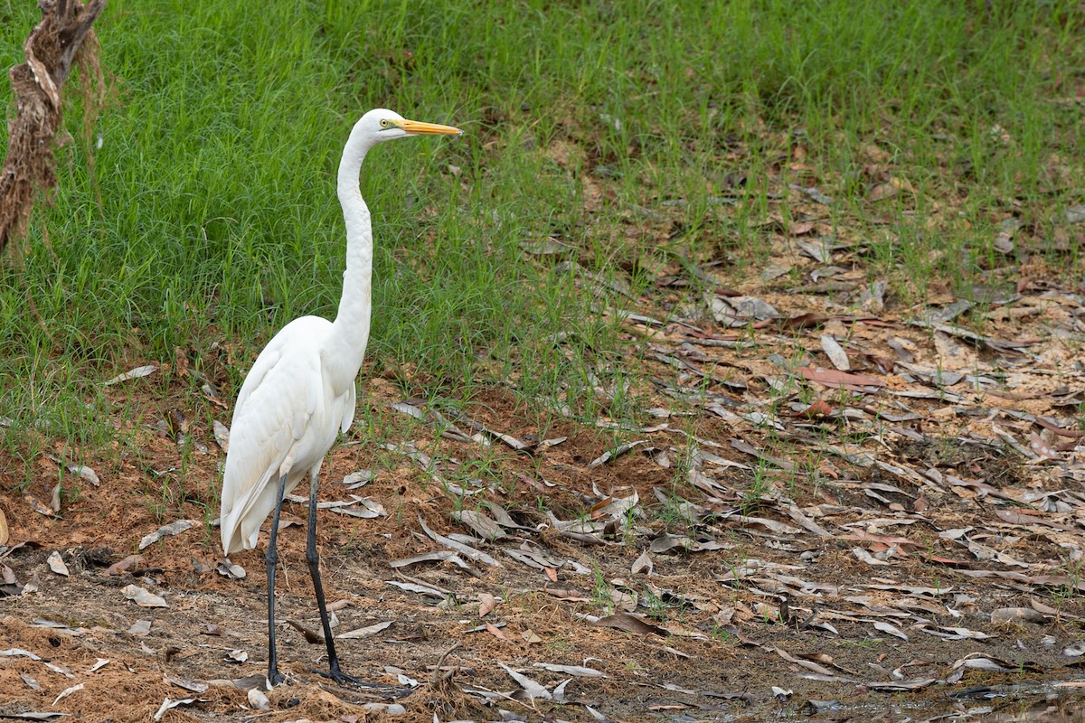 Great Egret - Dana Cameron