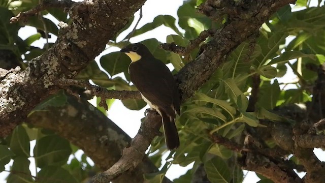 Воскоїд великий - ML463634761