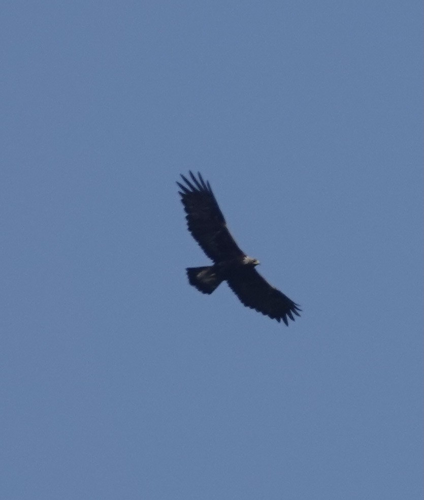 Golden Eagle - Judith White