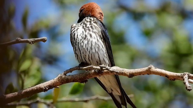 Lesser Striped Swallow - ML463634971