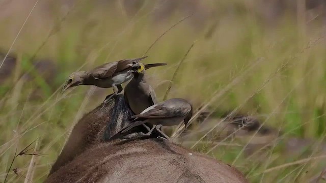 Wattled Starling - ML463635091