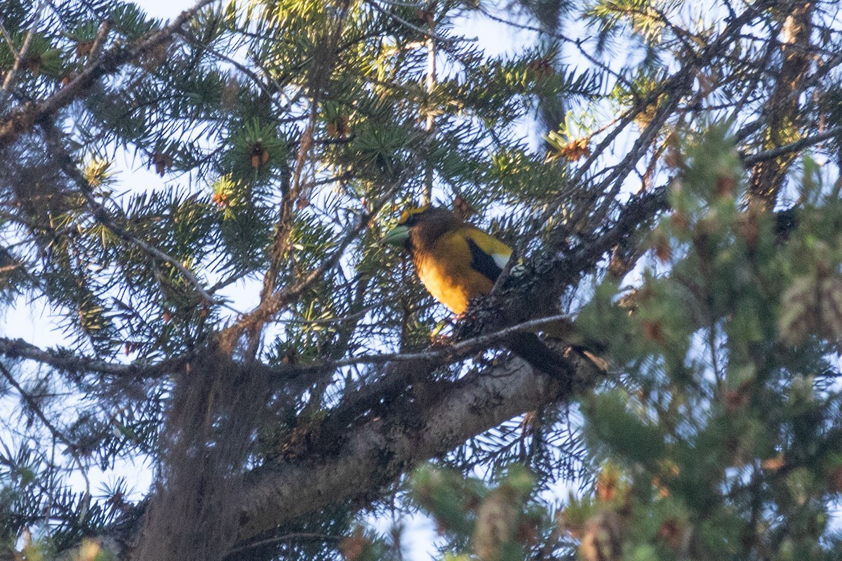 Evening Grosbeak - ML463635131