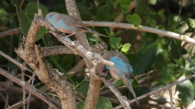 Red-cheeked Cordonbleu - ML463635611