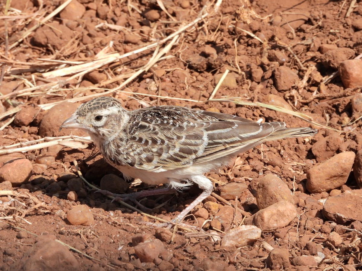 Somali Short-toed Lark (Athi) - ML463636051