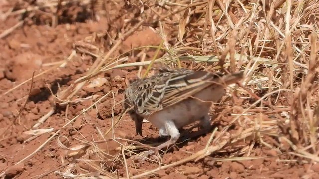 Somali Short-toed Lark (Athi) - ML463636091