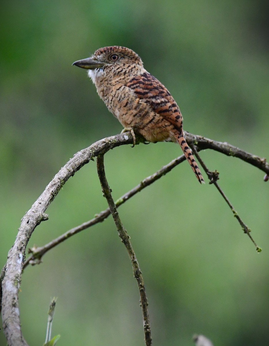 Barred Puffbird - Angela Bartels