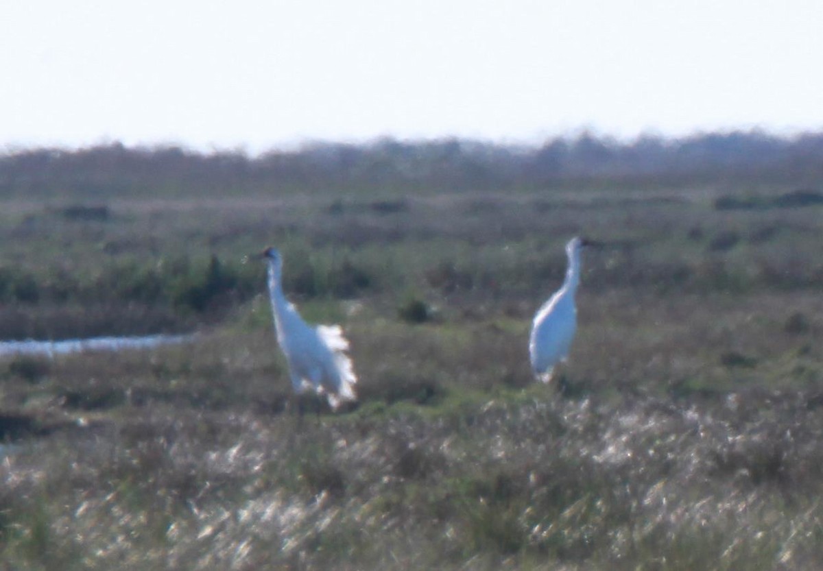 Grulla Trompetera - ML46363671