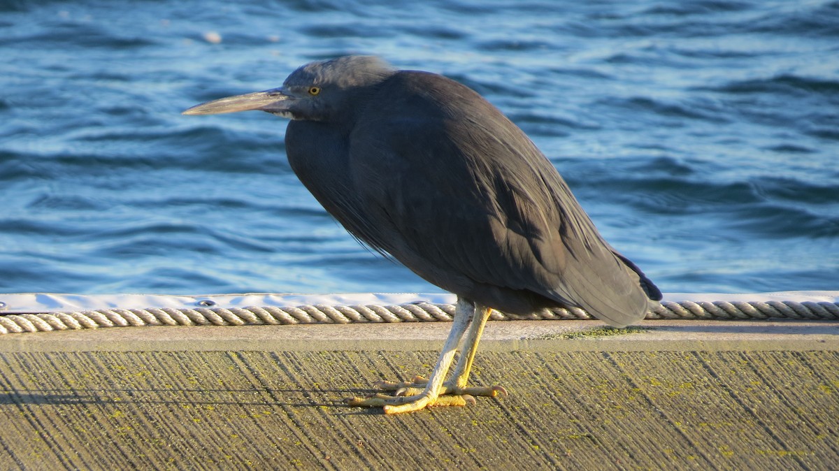 Pacific Reef-Heron - ML463636721