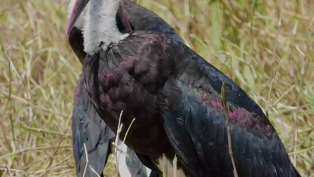 African Woolly-necked Stork - ML463636991