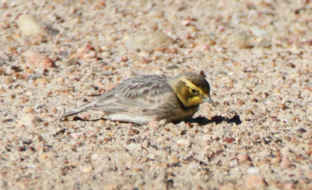 Horned Lark - Brent Ortego