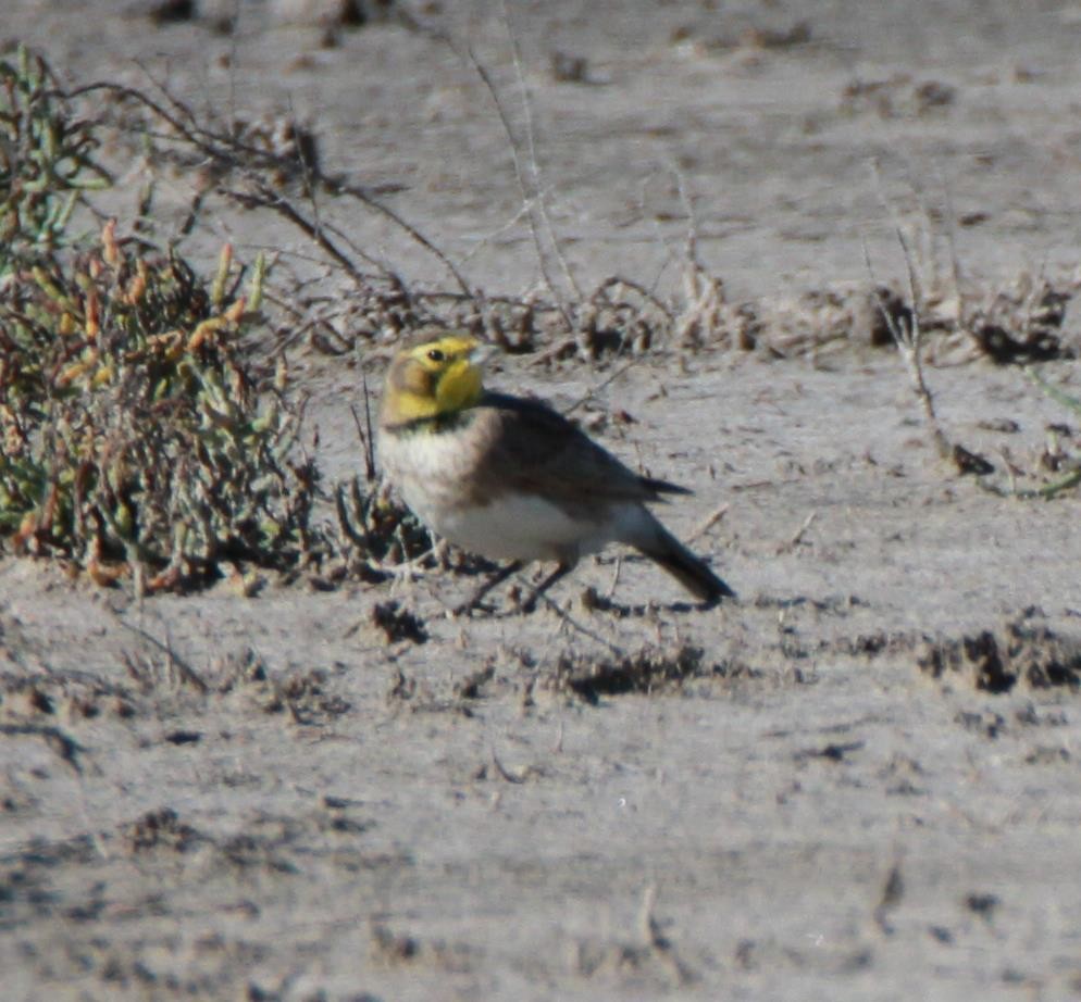 Horned Lark - Brent Ortego