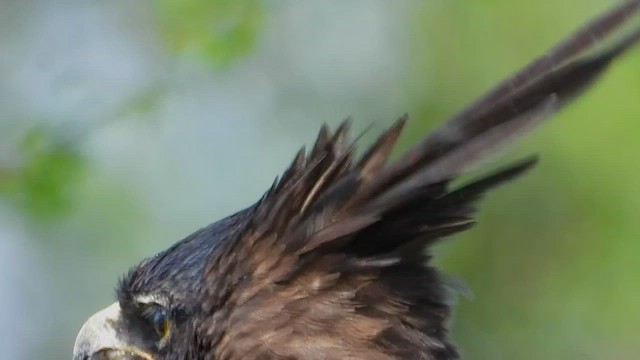 Águila Crestilarga - ML463637251