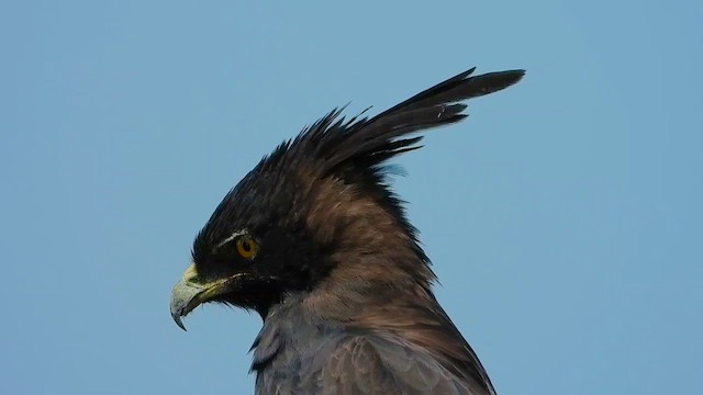 Águila Crestilarga - ML463637301