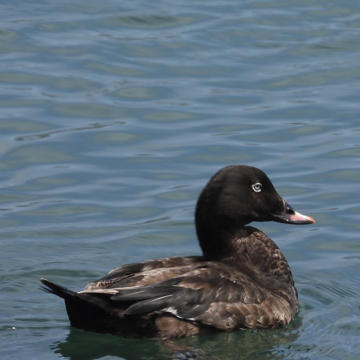 White-winged Scoter - Heather O'Connor