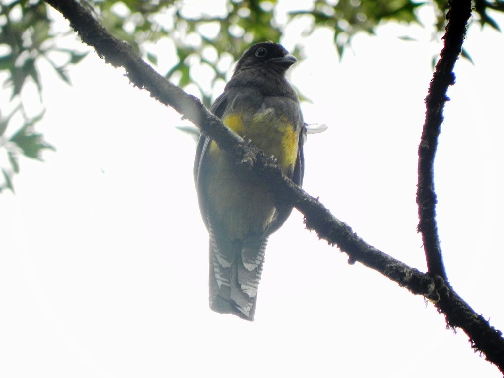 Green-backed Trogon - ML46363801