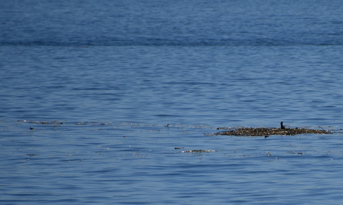 Red-necked Phalarope - Skyler Freeman