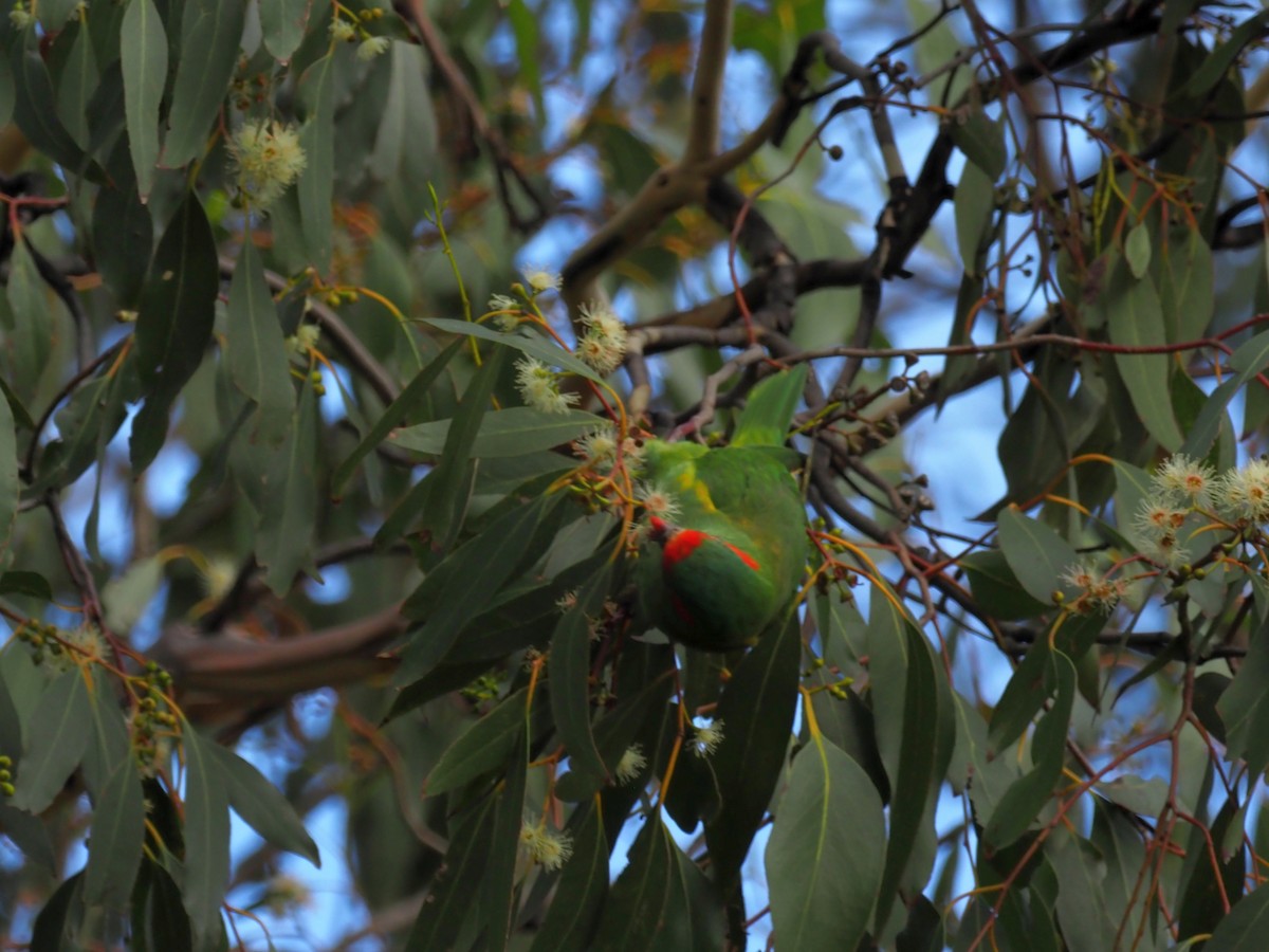 Musk Lorikeet - ML463638431