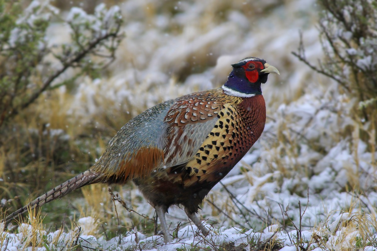 Ring-necked Pheasant - ML46363871