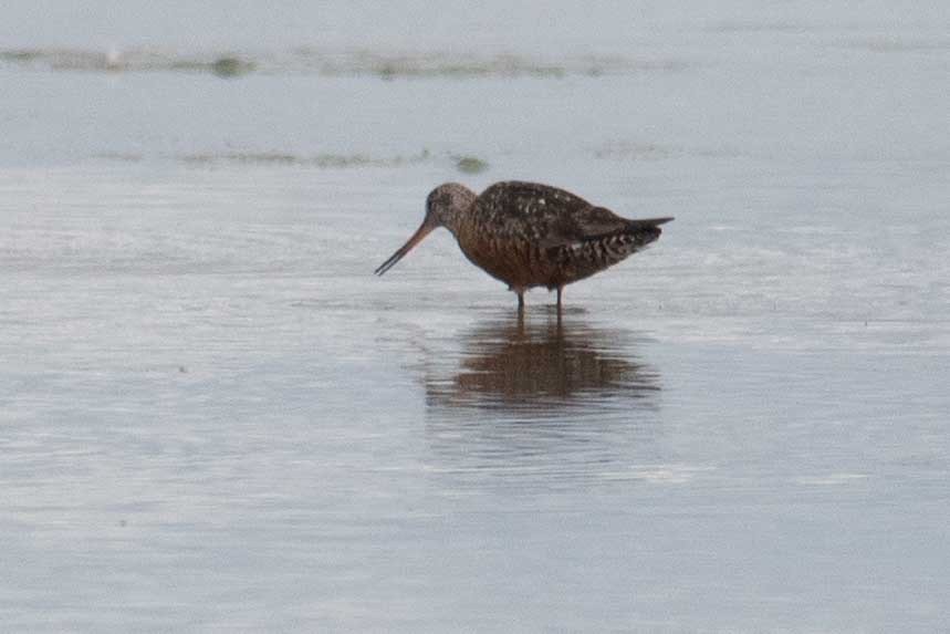 Hudsonian Godwit - Daniel Field