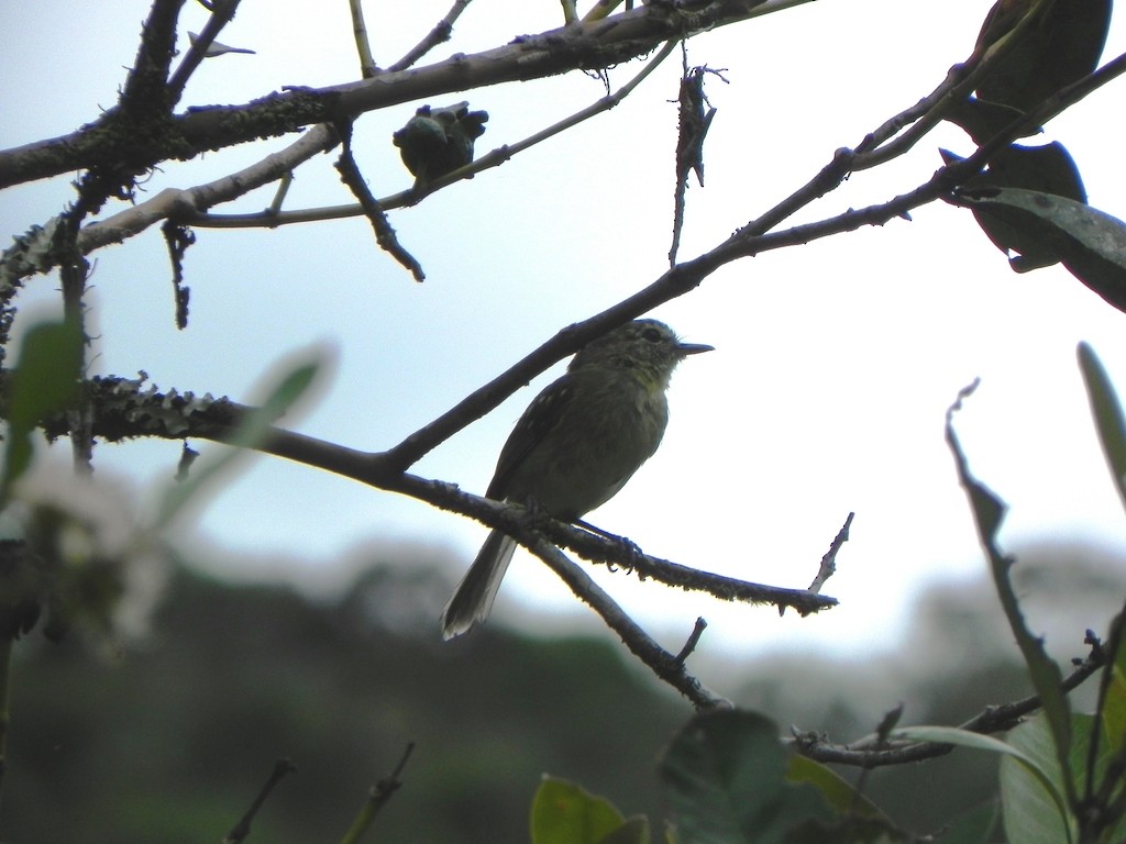 Restinga Tyrannulet - ML46363891