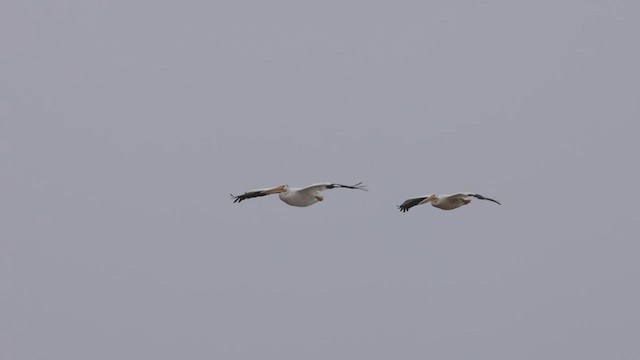 pelikán severoamerický - ML463639741