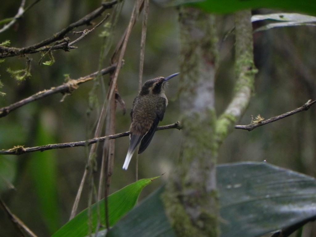 Тёмногорлый колибри-отшельник - ML46363991