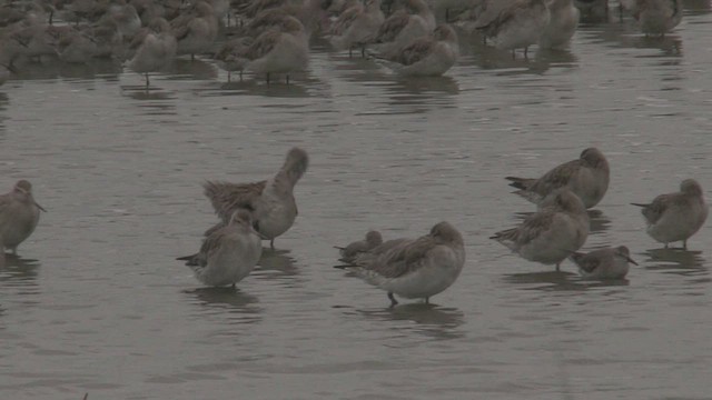 Bar-tailed Godwit - ML463640601