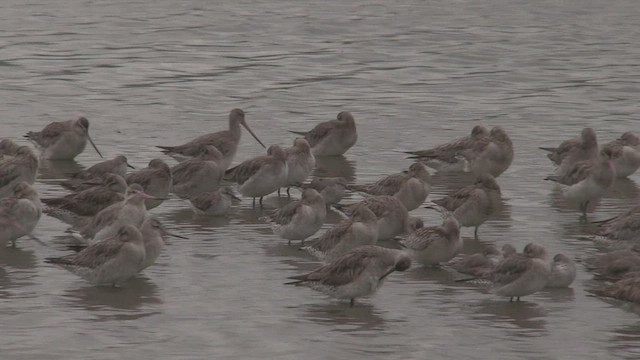 Bar-tailed Godwit - ML463640941