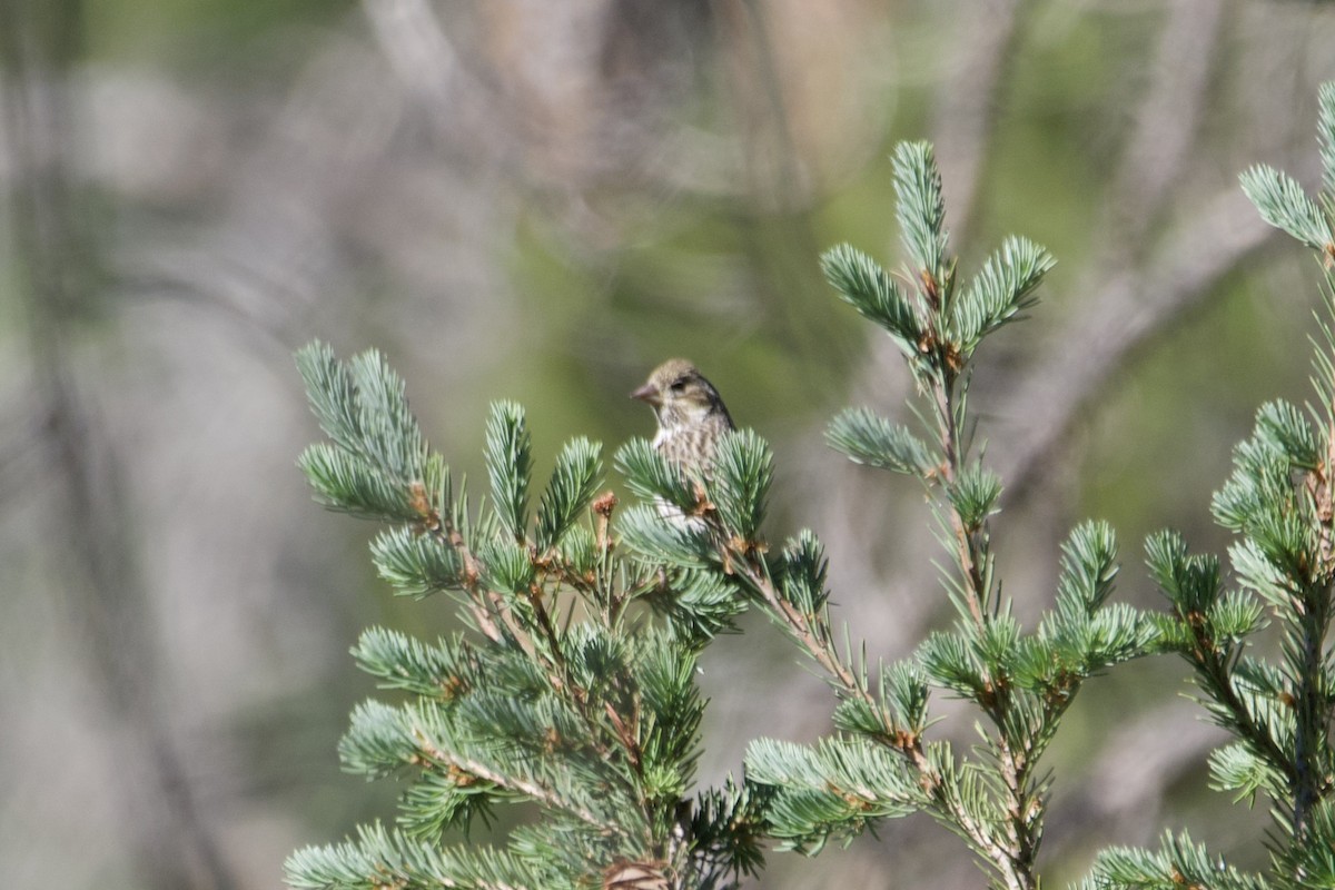 Pine Siskin - ML463641051