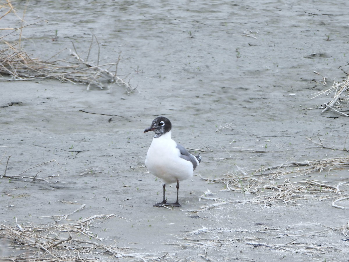 Franklin's Gull - ML463641181