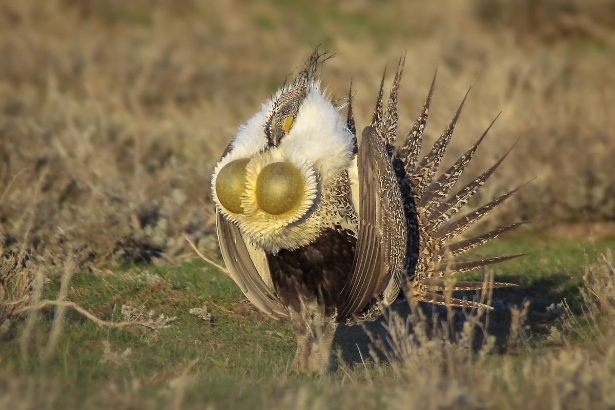 Greater Sage-Grouse - Matthew Pendleton