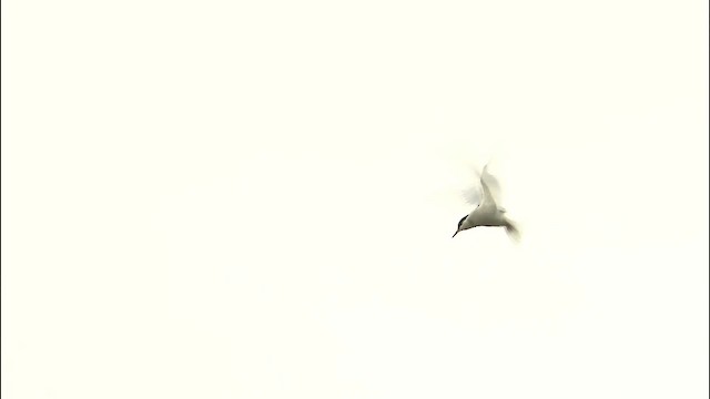 Arctic Tern - ML463642