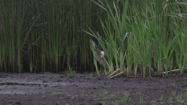 American Bittern - ML463642471