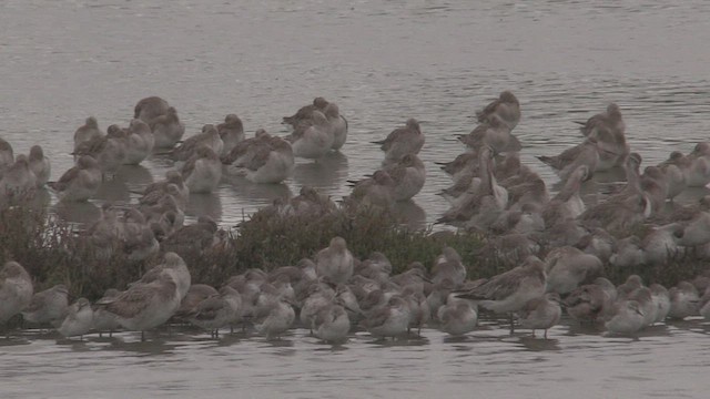 חופית להקנית - ML463642801