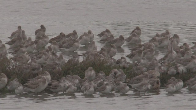 Red Knot - ML463643101