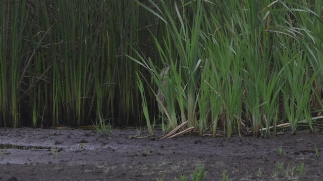 American Bittern - ML463643521