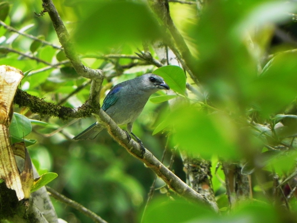 Azure-shouldered Tanager - ML46364381