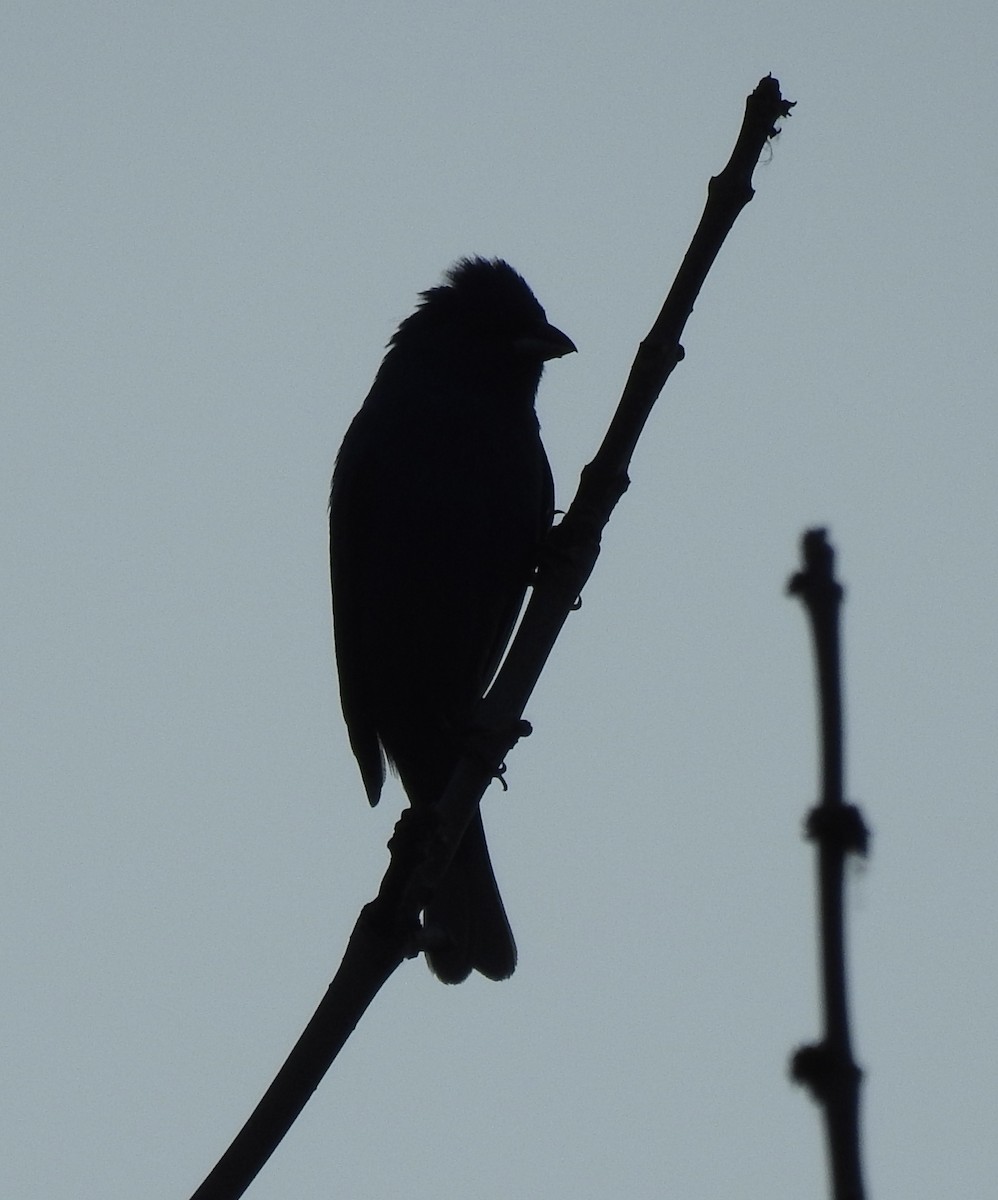Indigo Bunting - ML463644601