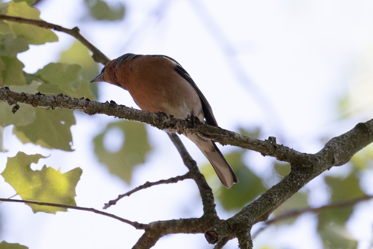 Common Chaffinch - ML463644791