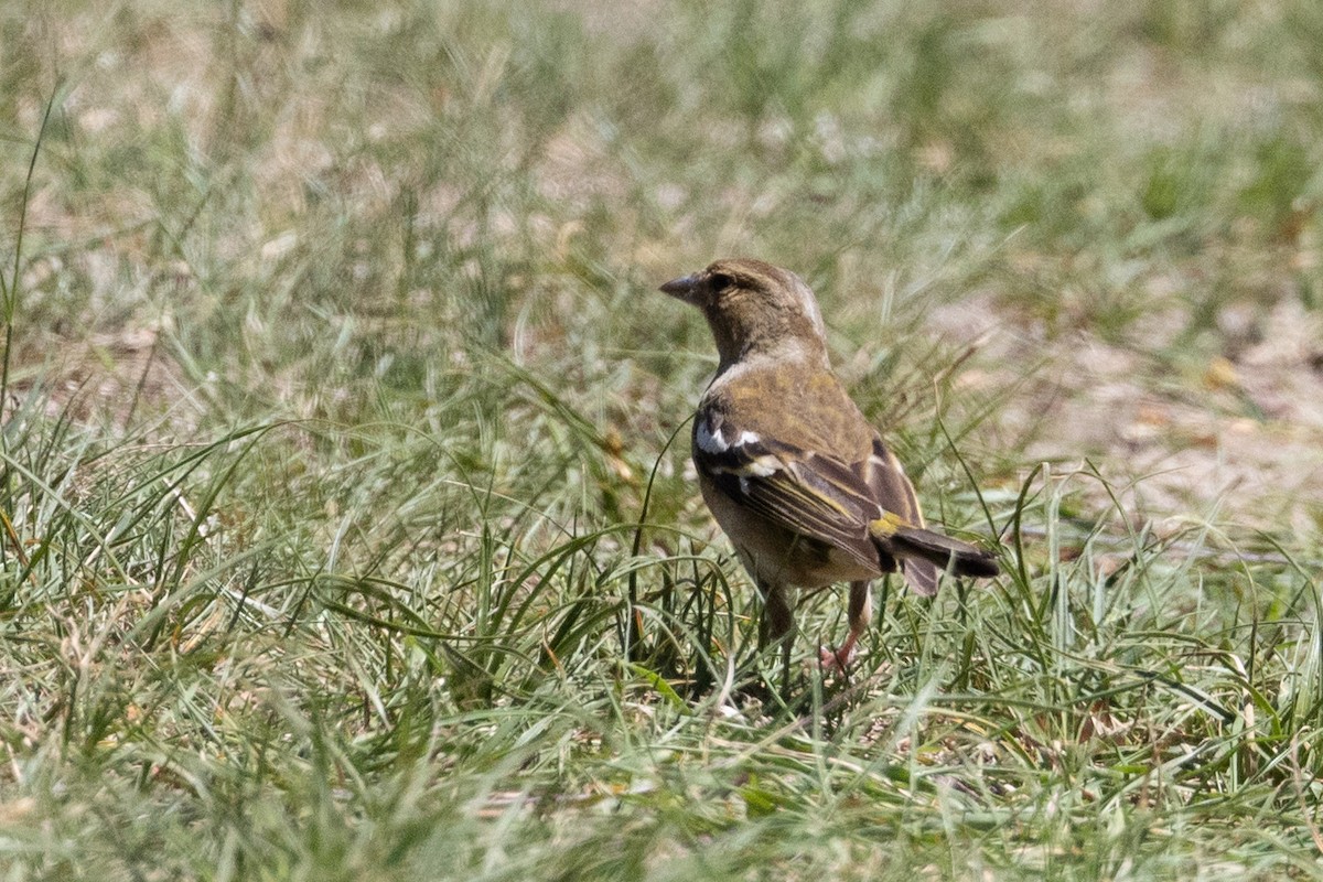 Common Chaffinch - ML463644811