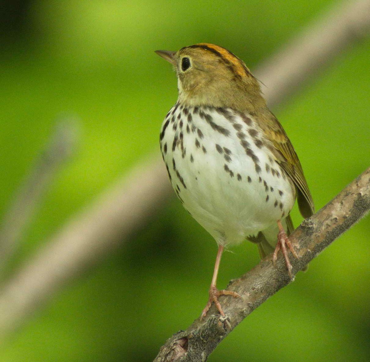 Ovenbird - DAB DAB