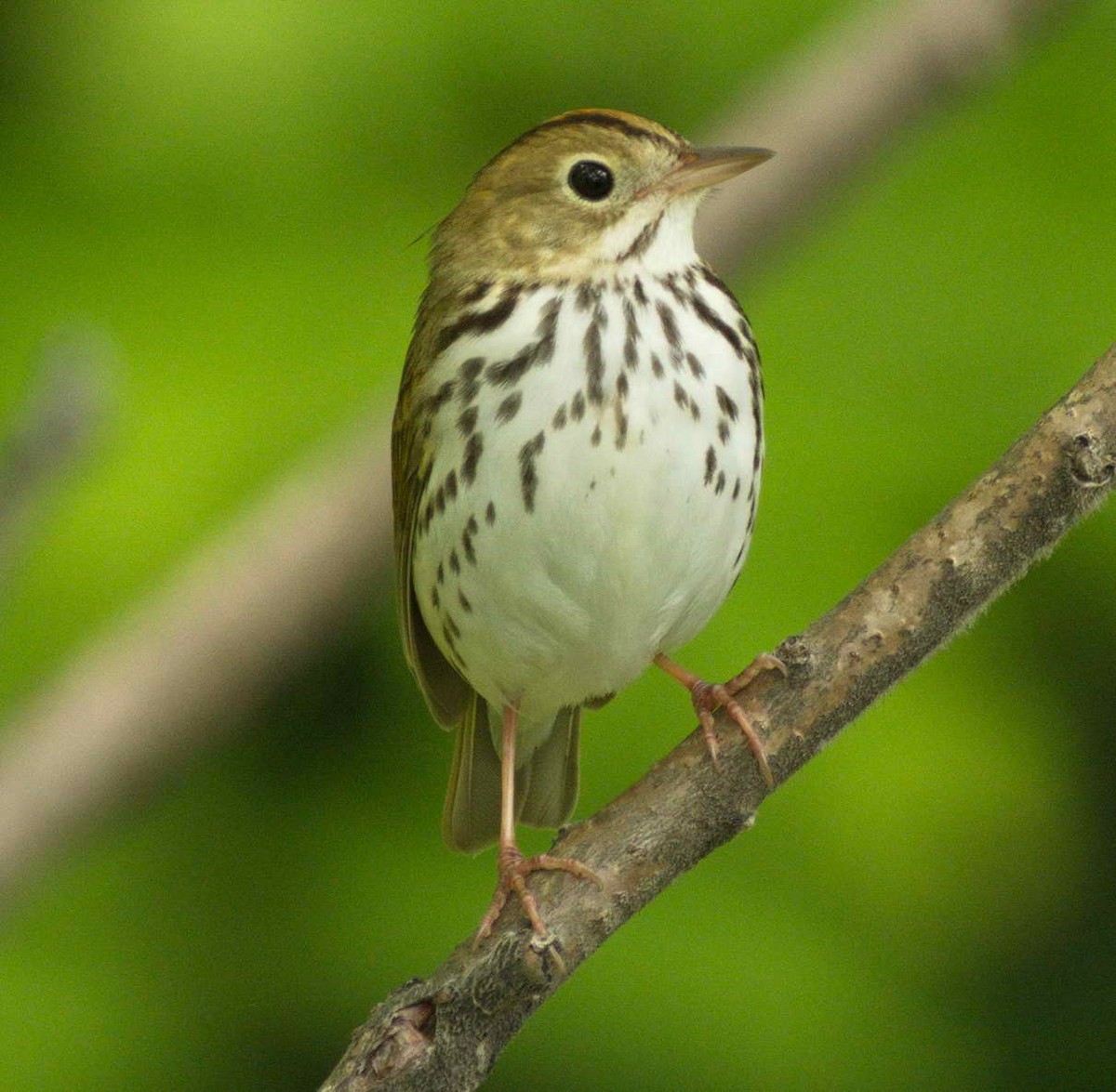 Ovenbird - DAB DAB