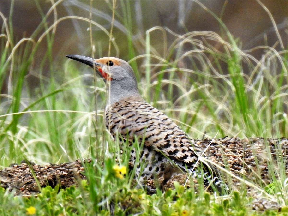 Northern Flicker (Red-shafted) - ML463645921