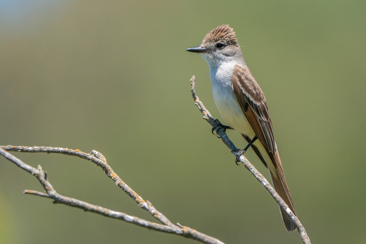 Ash-throated Flycatcher - ML463646411