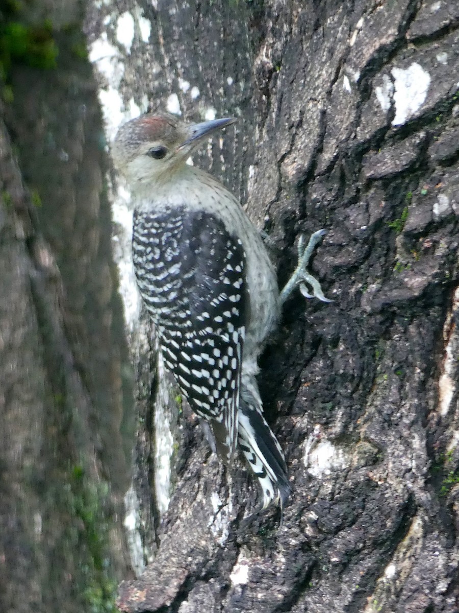 Red-bellied Woodpecker - ML463647261