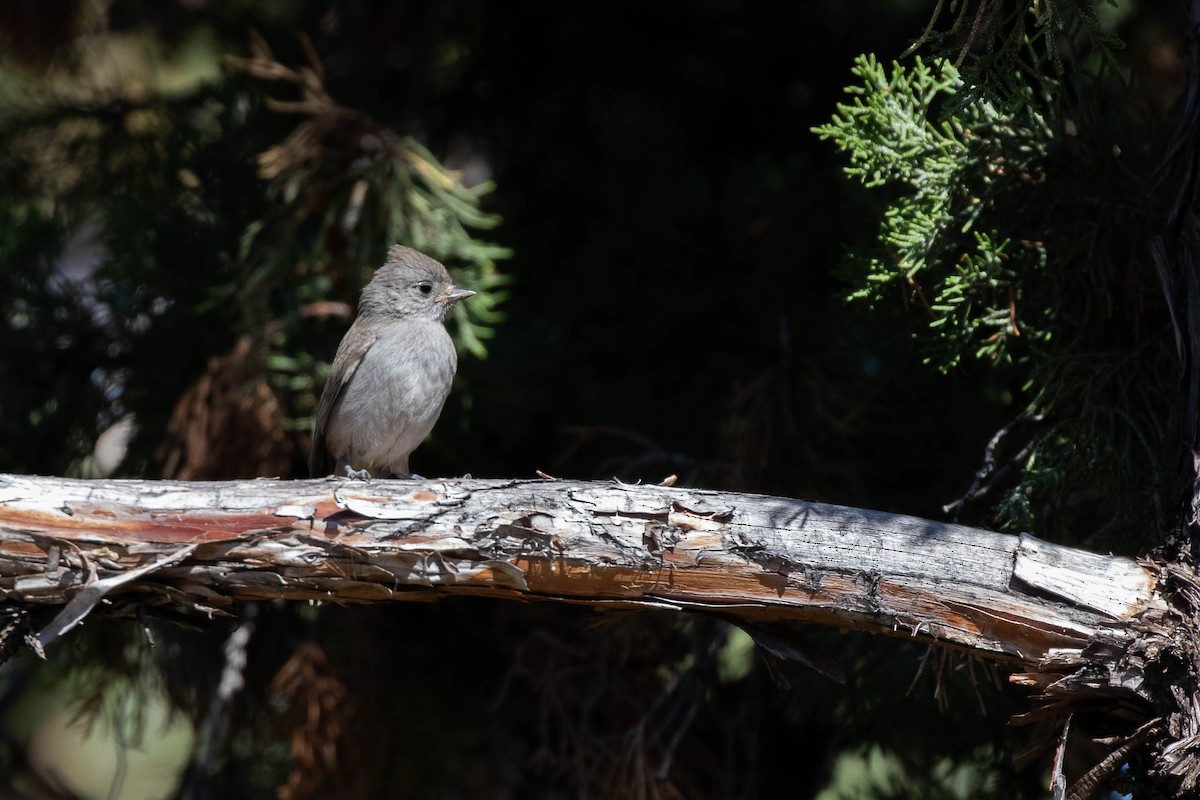 Oak/Juniper Titmouse (Plain Titmouse) - Alex Lamoreaux